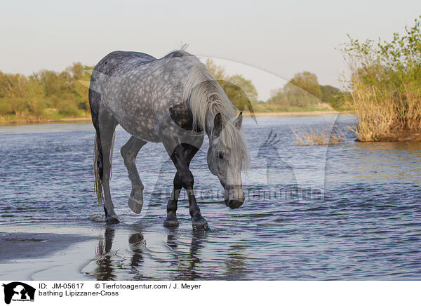 bathing Lipizzaner-Cross / JM-05617
