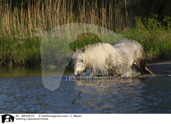 bathing Lipizzaner-Cross / JM-05619