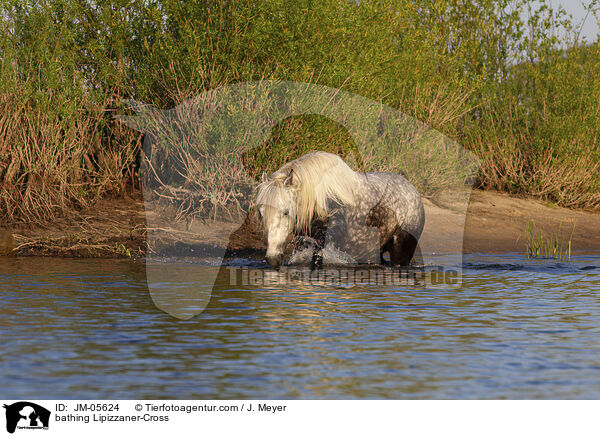 bathing Lipizzaner-Cross / JM-05624
