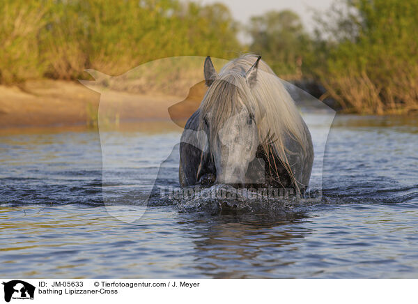 bathing Lipizzaner-Cross / JM-05633