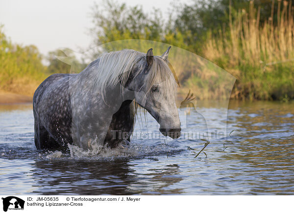 bathing Lipizzaner-Cross / JM-05635
