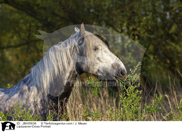 Lipizzaner-Mix Portrait / Lipizzaner-Cross Portrait / JM-05636