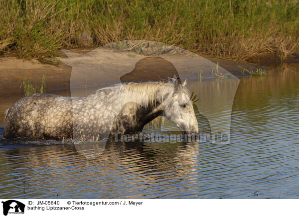 bathing Lipizzaner-Cross / JM-05640