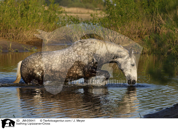 bathing Lipizzaner-Cross / JM-05641