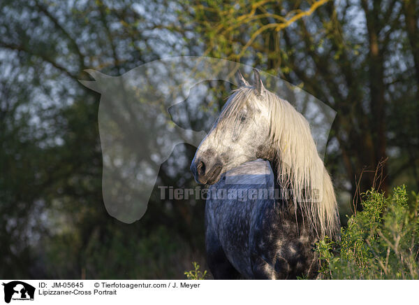 Lipizzaner-Mix Portrait / Lipizzaner-Cross Portrait / JM-05645