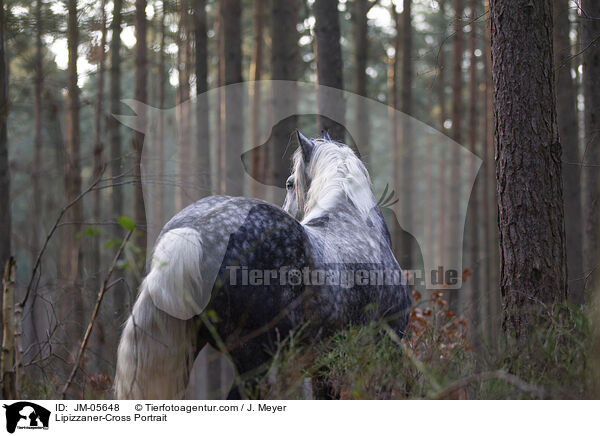 Lipizzaner-Cross Portrait / JM-05648
