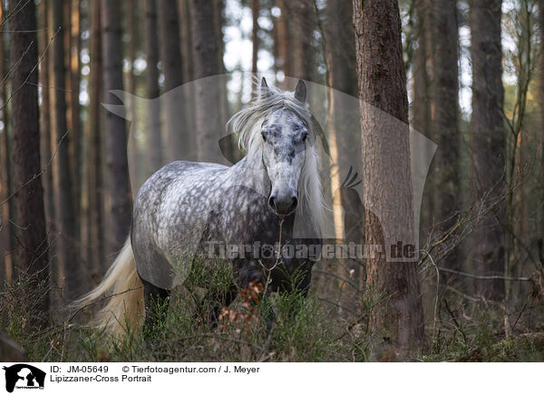 Lipizzaner-Cross Portrait / JM-05649
