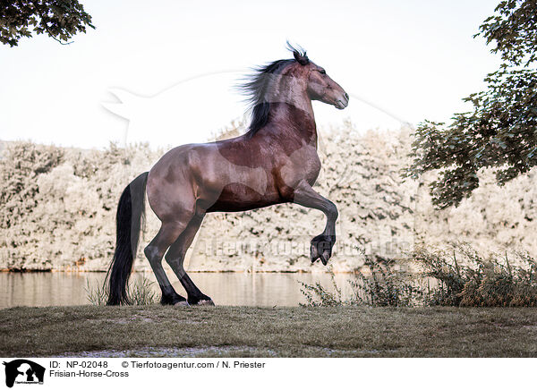 Friese-Mix / Frisian-Horse-Cross / NP-02048