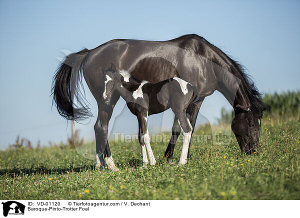Barockpinto-Traber Fohlen / Baroque-Pinto-Trotter Foal / VD-01120