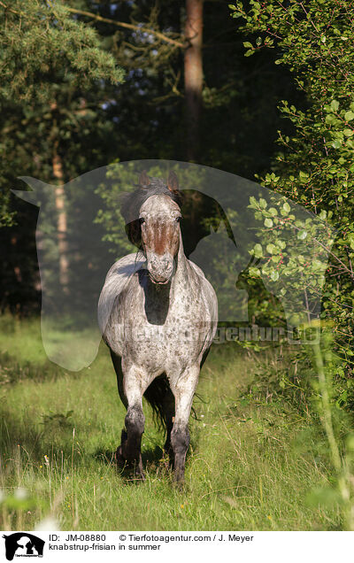 Knabstrupper-Friese im Sommer / knabstrup-frisian in summer / JM-08880