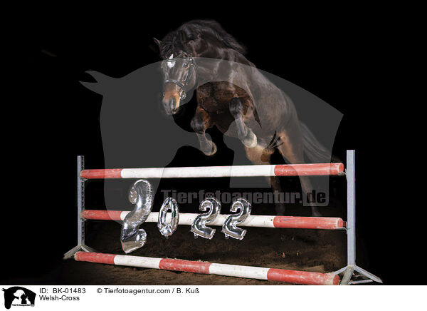 Welsh-Mix / Welsh-Cross / BK-01483