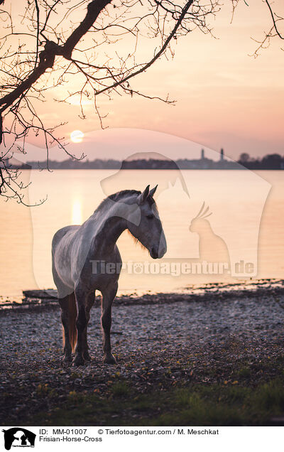Friese-Mix / Frisian-Horse-Cross / MM-01007