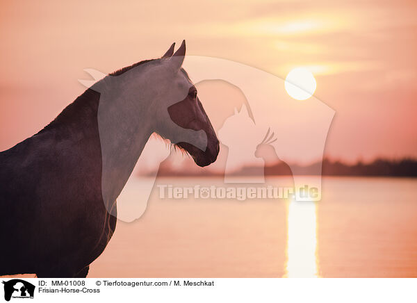 Friese-Mix / Frisian-Horse-Cross / MM-01008