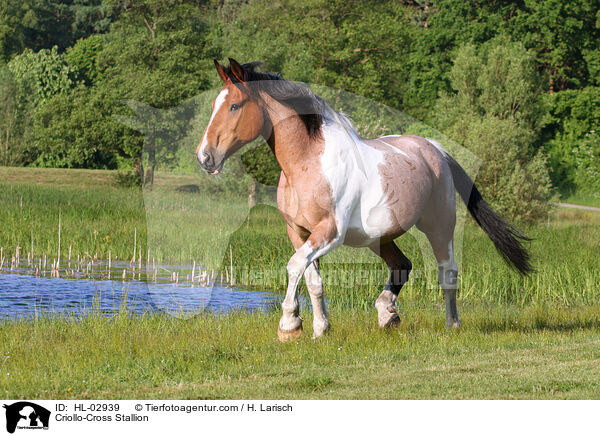 Criollo-Mix Hengst / Criollo-Cross Stallion / HL-02939