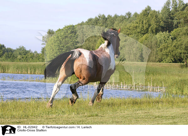 Criollo-Mix Hengst / Criollo-Cross Stallion / HL-02942