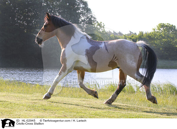 Criollo-Mix Hengst / Criollo-Cross Stallion / HL-02945