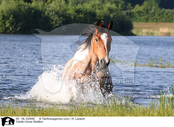 Criollo-Mix Hengst / Criollo-Cross Stallion / HL-02946
