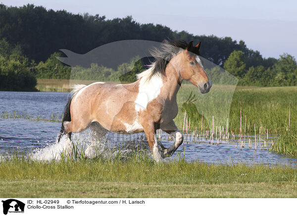 Criollo-Mix Hengst / Criollo-Cross Stallion / HL-02949