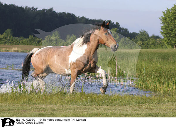 Criollo-Mix Hengst / Criollo-Cross Stallion / HL-02950