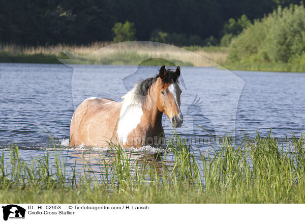 Criollo-Cross Stallion / HL-02953