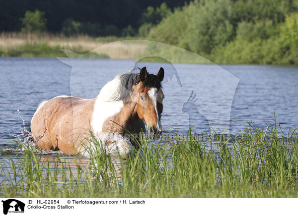 Criollo-Cross Stallion / HL-02954