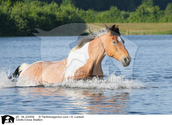Criollo-Mix Hengst / Criollo-Cross Stallion / HL-02956