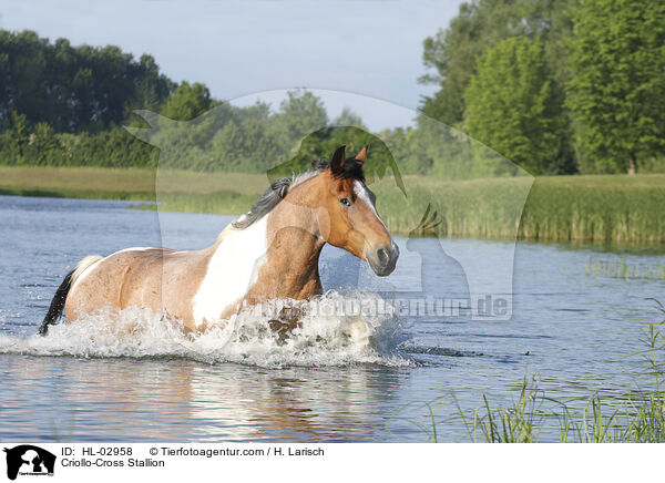 Criollo-Cross Stallion / HL-02958