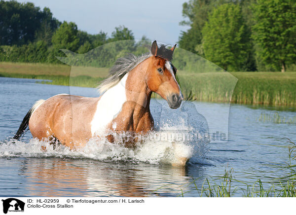 Criollo-Mix Hengst / Criollo-Cross Stallion / HL-02959