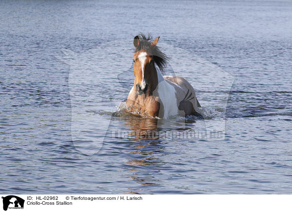 Criollo-Mix Hengst / Criollo-Cross Stallion / HL-02962