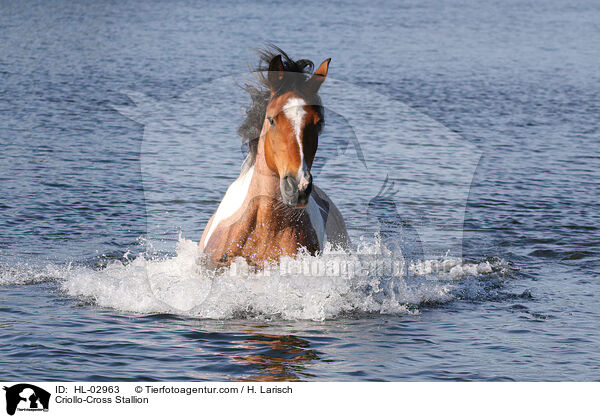 Criollo-Cross Stallion / HL-02963