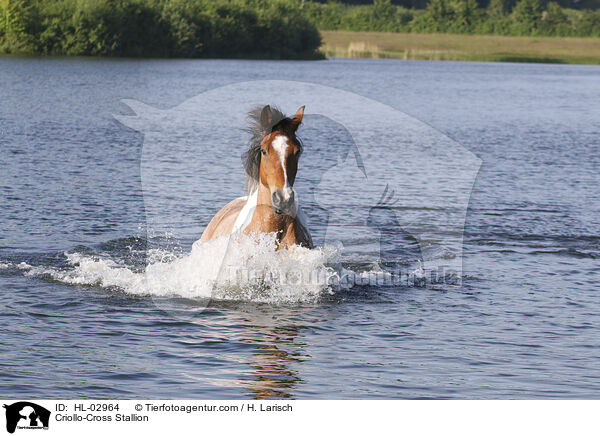 Criollo-Cross Stallion / HL-02964