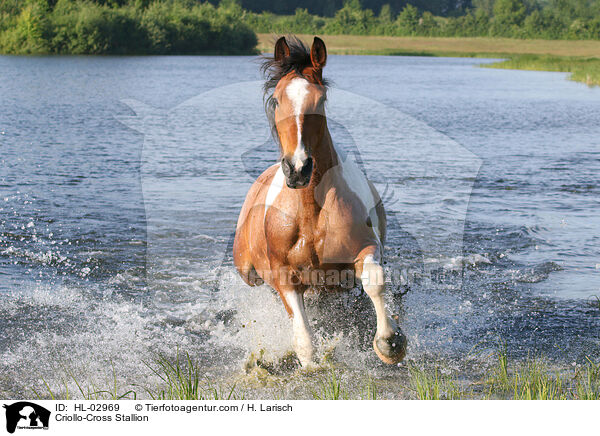 Criollo-Cross Stallion / HL-02969
