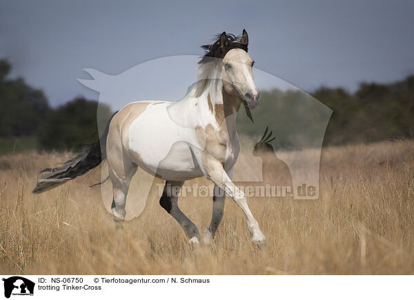 trabender Tinker-Mix / trotting Tinker-Cross / NS-06750