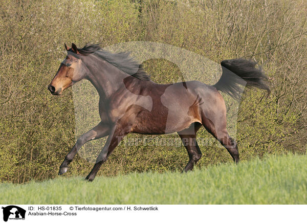 Arabian-Horse-Cross / HS-01835