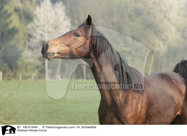 Araber-Mix / Arabian-Horse-Cross / HS-01844