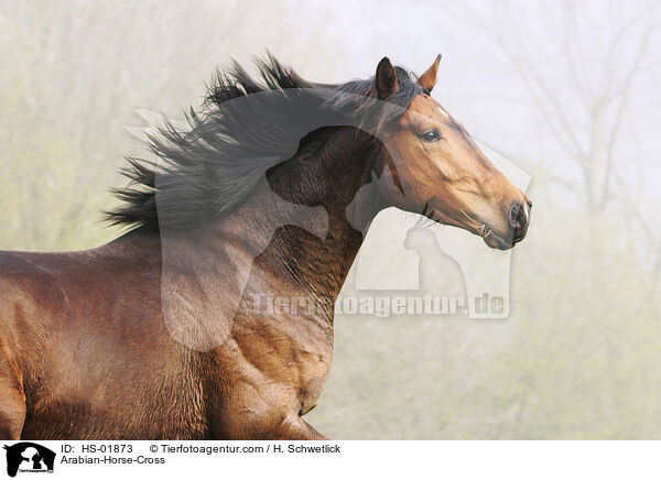 Araber-Mix / Arabian-Horse-Cross / HS-01873