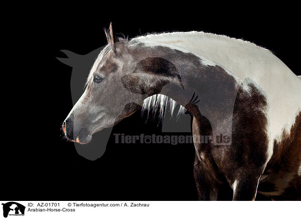 Araber-Mix / Arabian-Horse-Cross / AZ-01701