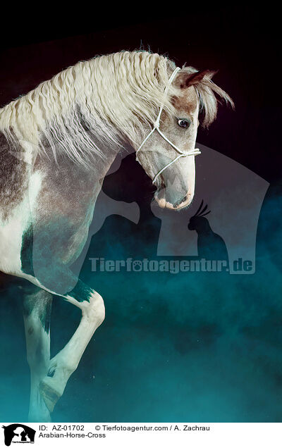 Arabian-Horse-Cross / AZ-01702