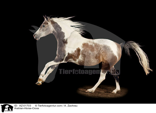 Arabian-Horse-Cross / AZ-01703