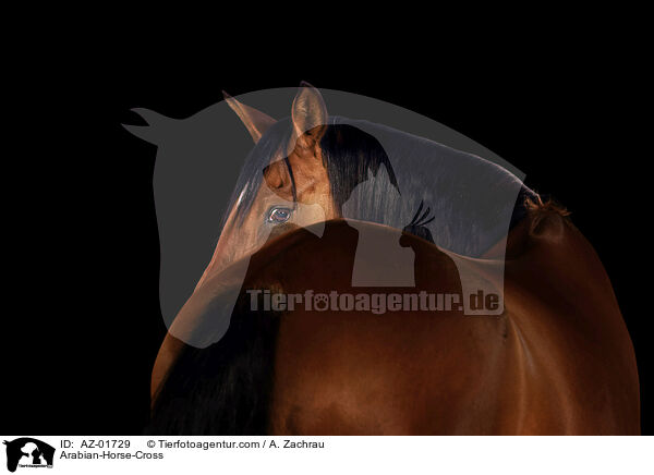 Araber-Mix / Arabian-Horse-Cross / AZ-01729