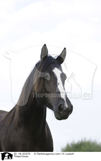 Tinker-Mix / Tinker-Cross / HL-03370