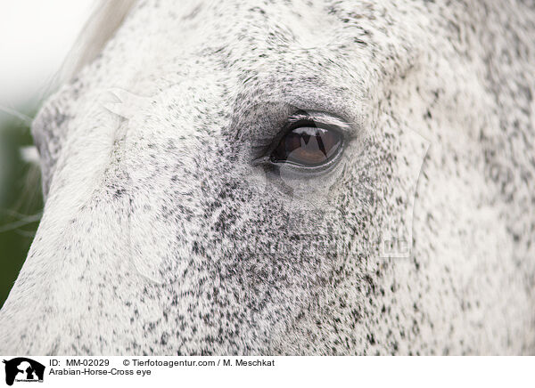 Araber-Mix Auge / Arabian-Horse-Cross eye / MM-02029