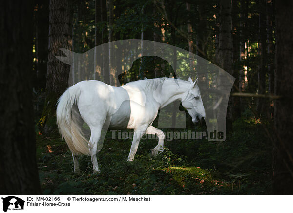 Friese-Mix / Frisian-Horse-Cross / MM-02166
