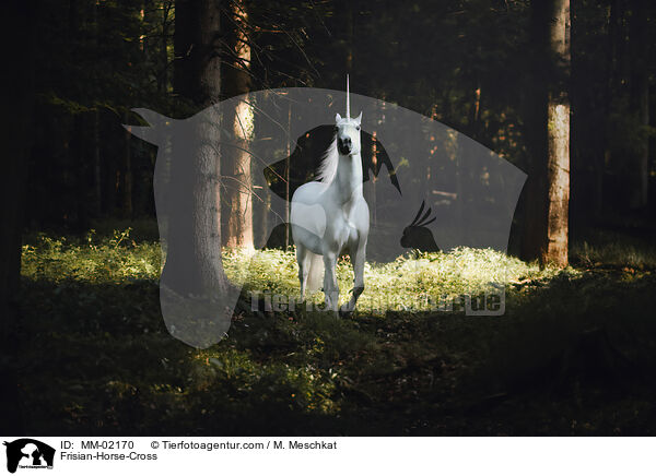 Friese-Mix / Frisian-Horse-Cross / MM-02170