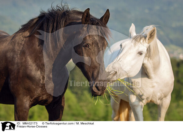 Friesen-Mixe / Frisian-Horse-Crosses / MM-02173