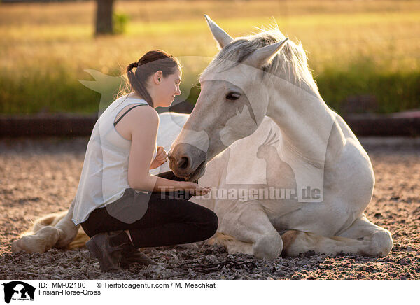 Friese-Mix / Frisian-Horse-Cross / MM-02180
