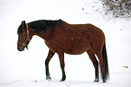brown mare