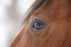 horse eye