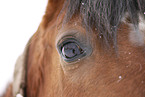 horse eye