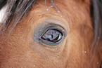horse eye
